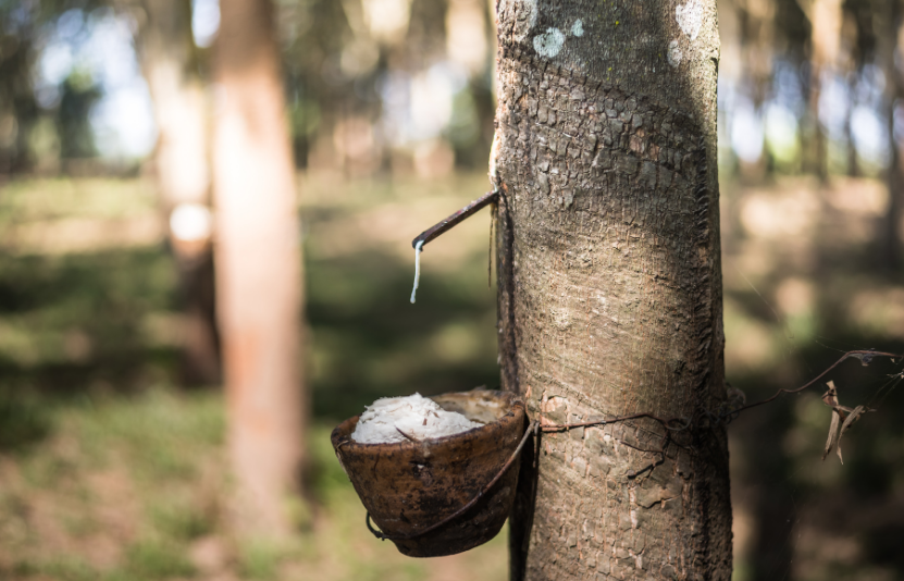 Tin cao su ng&agrave;y 24/09